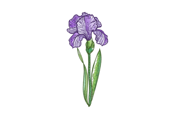 Iris Flower